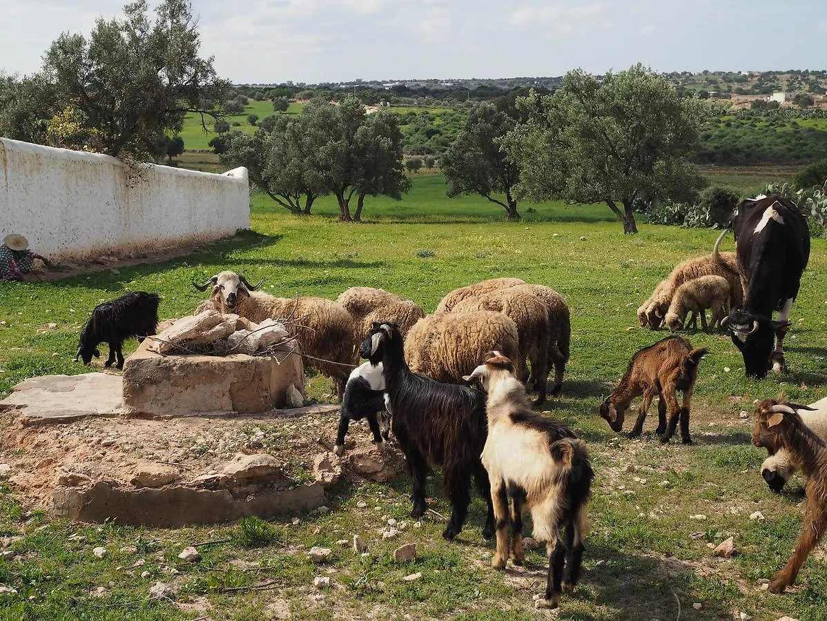 Bed and Breakfast Dar Rahaothello Essaouira Bed & Breakfast